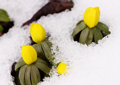 Aconites in the snow
