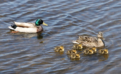 A mallard family by the Atlantic View Trail